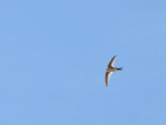 Aeronautes andecolus