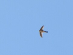 Aeronautes andecolus