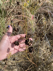 Desmanthus illinoensis