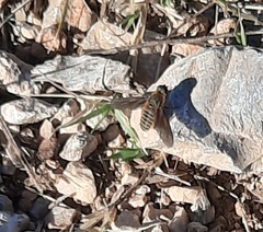 Poecilanthrax lucifer