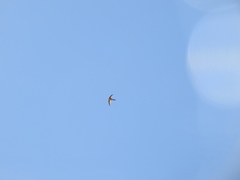 Aeronautes andecolus