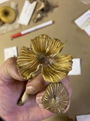 Pseudosperma sororium