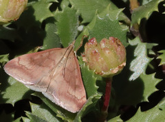 Pyrausta socialis