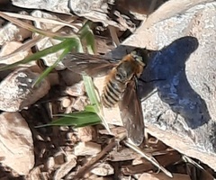 Poecilanthrax lucifer