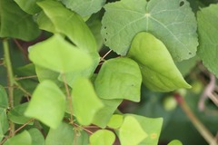 Erythrina herbacea
