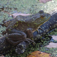 Lithobates catesbeianus
