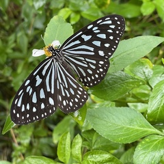 Ideopsis similis
