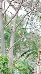 Nycticorax caledonicus