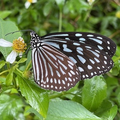 Ideopsis similis