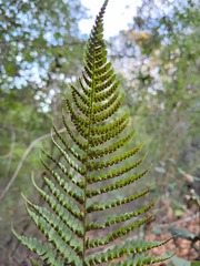 Dryopteris arguta