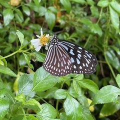 Ideopsis similis