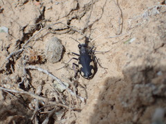 Cicindela granulata