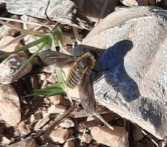 Poecilanthrax lucifer