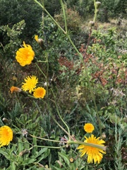 Sonchus oleraceus