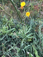 Sonchus oleraceus
