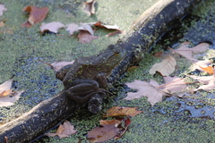 Lithobates catesbeianus