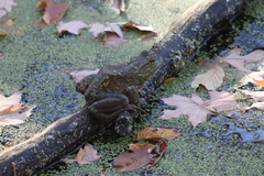 Lithobates catesbeianus