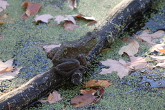 Lithobates catesbeianus
