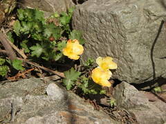 Modiolastrum malvifolium