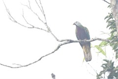 Ptilinopus magnificus