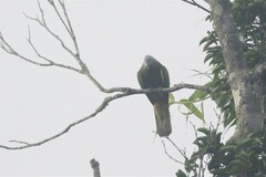 Ptilinopus magnificus