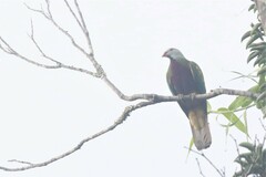 Ptilinopus magnificus