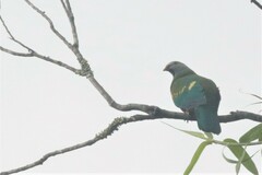 Ptilinopus magnificus