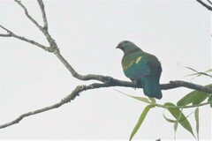 Ptilinopus magnificus