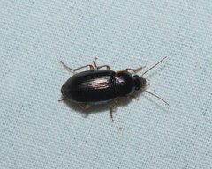 Notiobia terminata