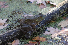 Lithobates catesbeianus