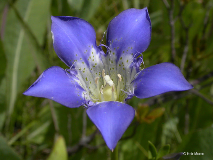 Gentiana setigera