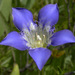 Mendocino Gentian - Photo (c) 2008 Keir Morse, some rights reserved (CC BY-NC-SA)