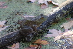 Lithobates catesbeianus