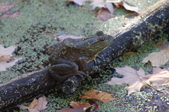 Lithobates catesbeianus