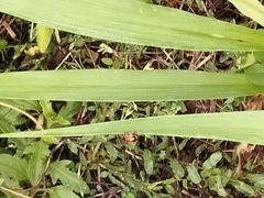 Coccinella transversalis
