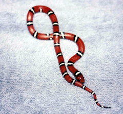 Lampropeltis elapsoides