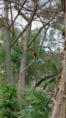 Nycticorax caledonicus