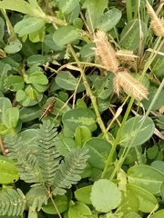 Trilophidia annulata