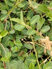 Trilophidia annulata