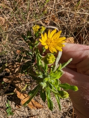 Heterotheca subaxillaris