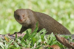 Urva auropunctata