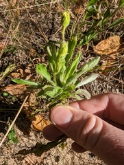 Heterotheca subaxillaris
