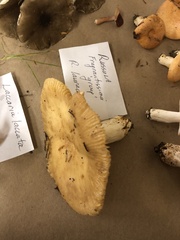 Russula fragrantissima