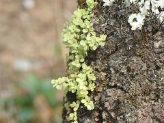 Peperomia tetraphylla