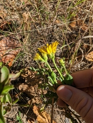 Heterotheca subaxillaris