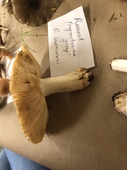 Russula fragrantissima