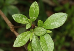 Stephanitis pyrioides