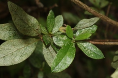 Stephanitis pyrioides