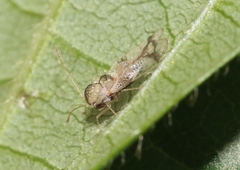 Stephanitis pyrioides