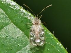 Stephanitis pyrioides